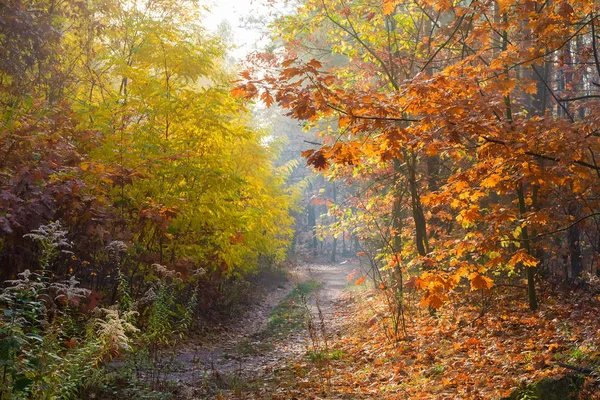 Az erdő töredéke földúttal ősszel — Stock Fotó