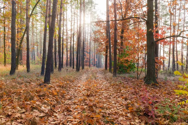 Фрагмент листяного і хвойного лісу з доріжкою восени — стокове фото