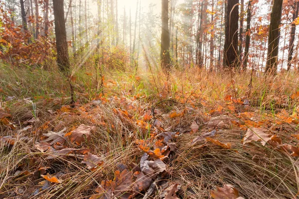 Forêt d'automne avec feuilles tombées et herbe sèche au premier plan — Photo