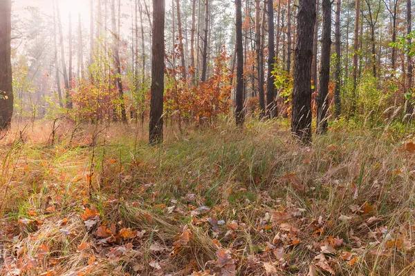 Fragmento del bosque caducifolio y de coníferas de otoño —  Fotos de Stock