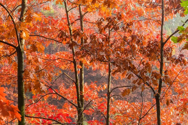 Branches de chênes rouges avec feuilles d'automne contre la forêt — Photo