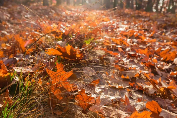 Umgestürzte Blätter im Wald zwischen welkem Gras in selektivem Fokus — Stockfoto