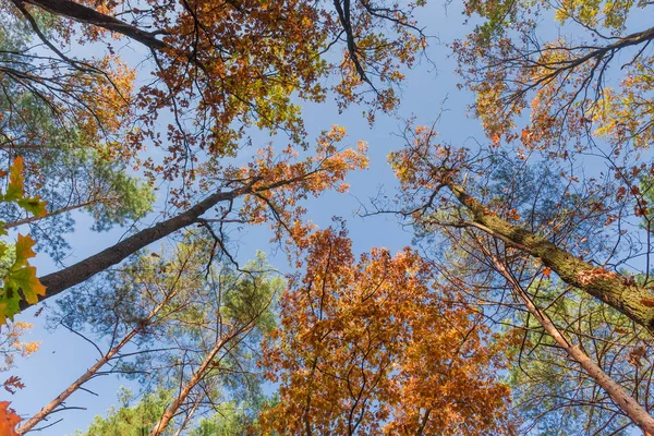 Sonbaharda gökyüzüne karşı ağaç gövdeleri ve dalları — Stok fotoğraf