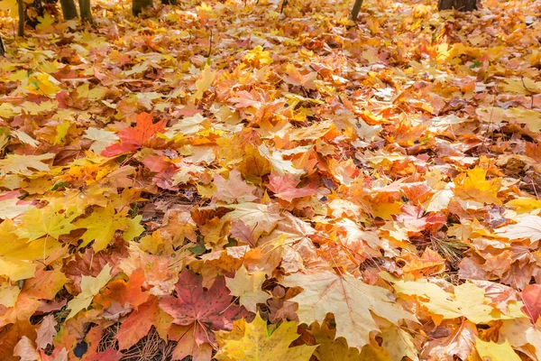 Folhas de ácer caídas na floresta de outono em foco seletivo — Fotografia de Stock