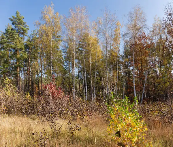 Edge of the autumn forest with deciduous and coniferous trees — Stock Photo, Image