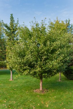 Ginkgo biloba 'nın genç ağaçları parkta