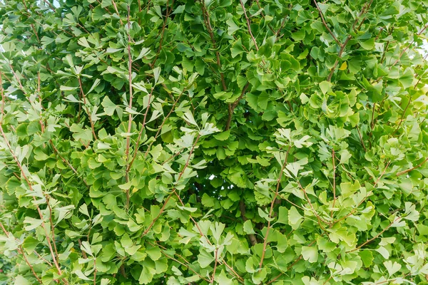 Achtergrond van de takken van de Ginkgo biloba met groene bladeren — Stockfoto