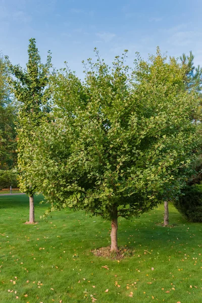 Молодые деревья Гинкго билоба в парке — стоковое фото