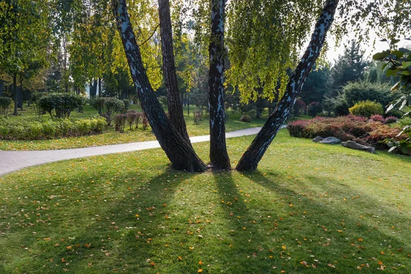 Pnie brzozy rosnące z jednego miejsca w parku — Zdjęcie stockowe