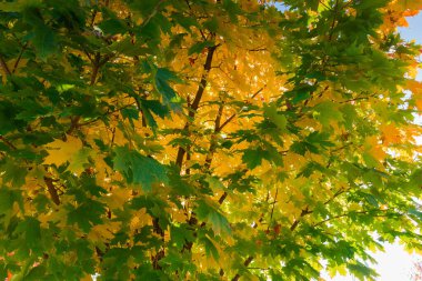 Sonbahar yapraklı akçaağaç dallarının arka planı
