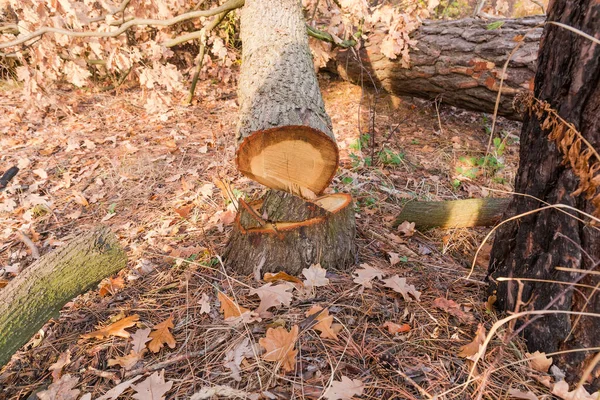 Tombe et tronc de l'arbre qui a été abattu — Photo