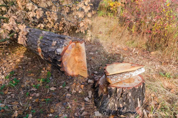 Пень і стовбур дерева, який був зрізаний бензопилою — стокове фото