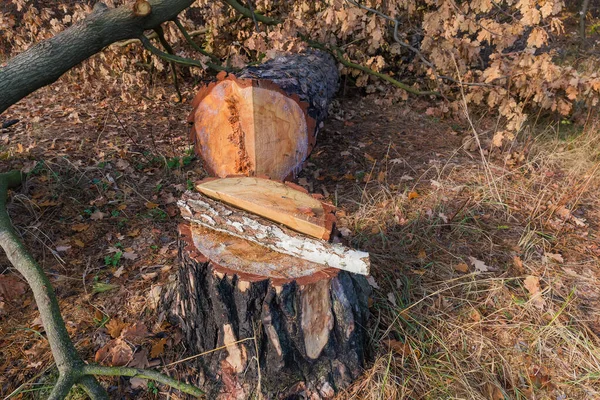 Pahýl a kmen stromu, který byl pokácen motorovou pilou — Stock fotografie