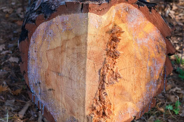 Secção transversal do tronco de pinho que foi cortada — Fotografia de Stock