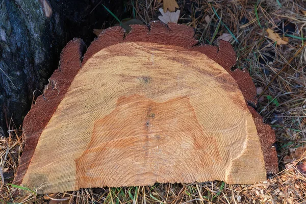 Texture de la section transversale du tronc de pin gros plan — Photo