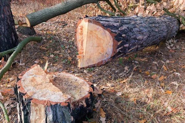 Souche et tronc d'arbre qui a été coupé avec une tronçonneuse — Photo