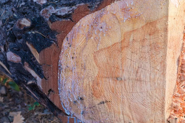 Corte transversal do tronco de pinho que foi cortado de perto — Fotografia de Stock