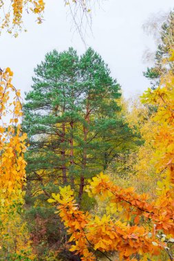 Sonbahar yapraklı yaprak dallarıyla çerçevelenmiş çam ağacı.