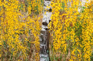 Ağaç gövdesinin arka planı ve sonbahar yapraklı dallar