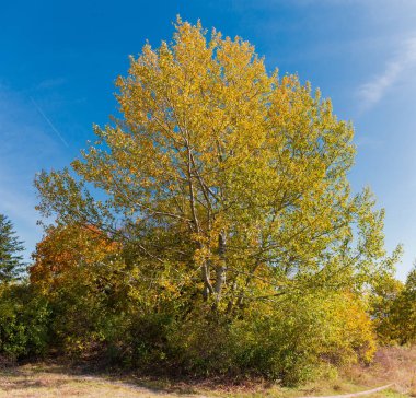 Aspen tree with autumn leaves against the sky clipart