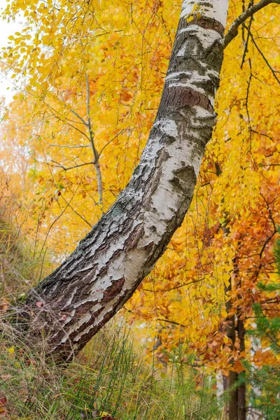 Sous le tronc de bouleau sur la pente de la colline en automne — Photo