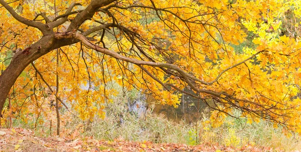 Ramas de roble de otoño inclinadas a lo largo de la pendiente de la colina —  Fotos de Stock