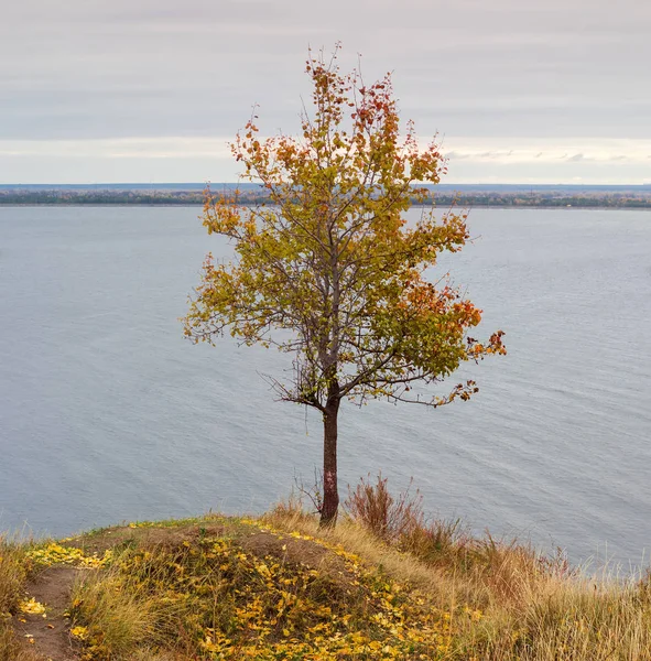 Дике грушеве дерево з осіннім листям на пагорбі над водоймою — стокове фото