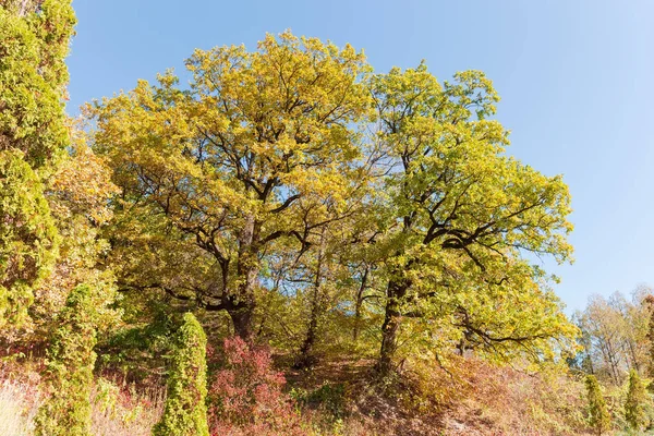 Два старых дуба с осенними листьями на склоне холма — стоковое фото