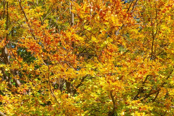 Branches de hêtre avec feuilles d'automne gros plan, fond — Photo