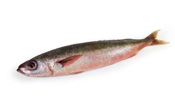 Carcaça de peixe Redbait não cozido sobre um fundo branco — Fotografia de Stock