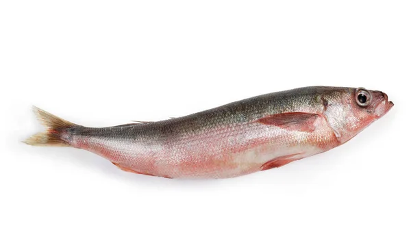 Carcass of uncooked Redbait fish on a white background — Stock Photo, Image