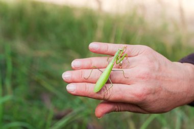 Mantid bulanık bir arka planda elinde oturuyor.