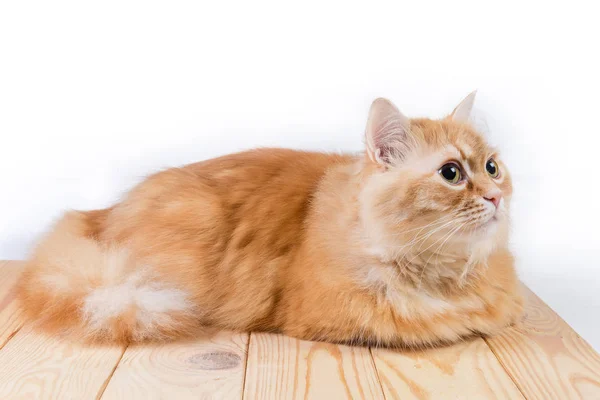 Ginger cat lies on wooden surface and looking forward — Stock Photo, Image