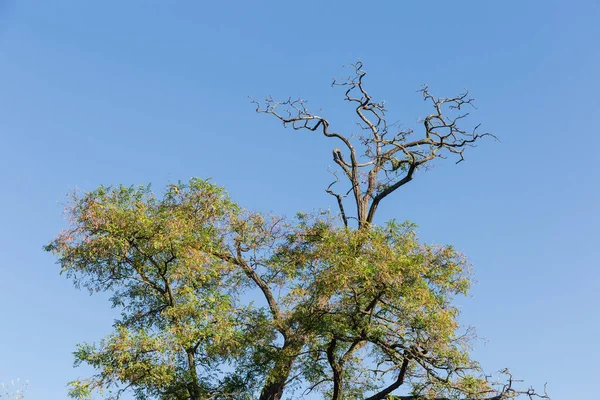 Szentjánoskenyérfa teteje őszi levelekkel és száraz ágakkal — Stock Fotó