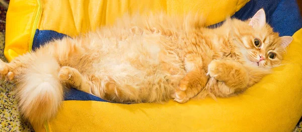 Рыжая кошка лежит на наполнившемся пеной пузе — стоковое фото