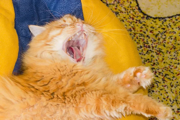 야윈 생강 고양이가 부프로 가득 찬 얇은 거품 위에 누워 있다 — 스톡 사진