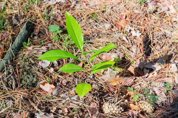 Broto jovem de uma árvore caduca em floresta de pinheiro — Fotografia de Stock