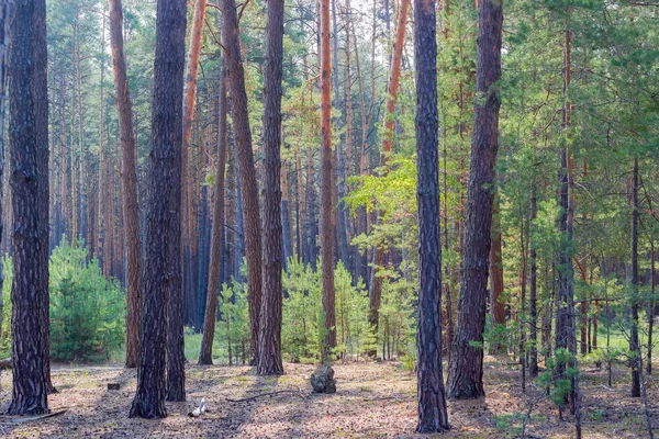 Tallskog med gamla och unga träd på hösten — Stockfoto