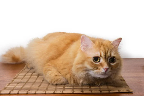 Ginger cat se encuentra en la superficie de madera y mirando hacia adelante —  Fotos de Stock