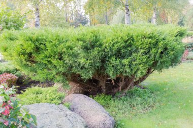 Sonbahar parkında dekoratif şekilli ardıç ağacı.