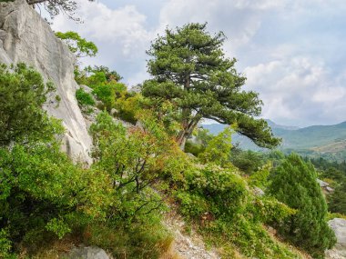 Kayalık yamaçta eski bir ardıç ağacı