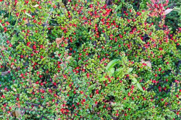 Hintergrund des Strauches der roten Berberitze mit Beeren — Stockfoto