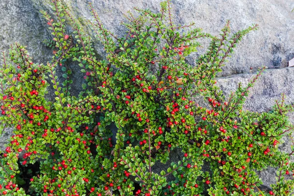 Branches of red barberry with berries against the gray stone — Stock Photo, Image