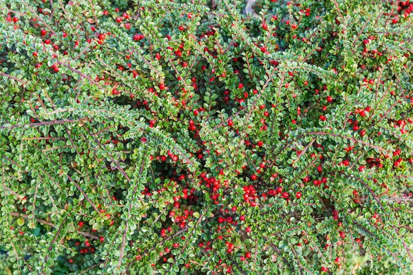 Fondo del arbusto de agracejo rojo con bayas — Foto de Stock