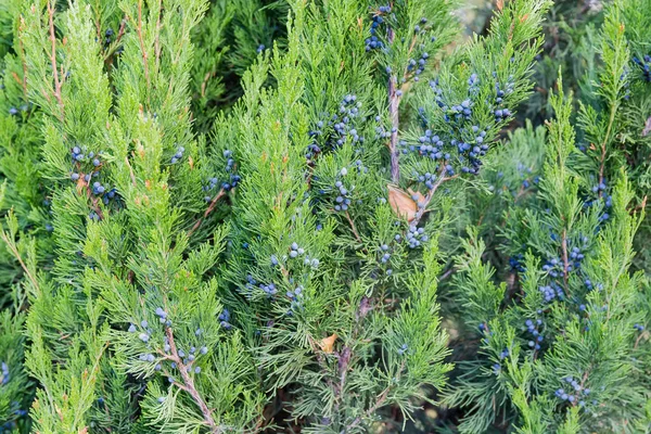 Ramas de enebro virginiano con conos de semillas de bayas azules — Foto de Stock