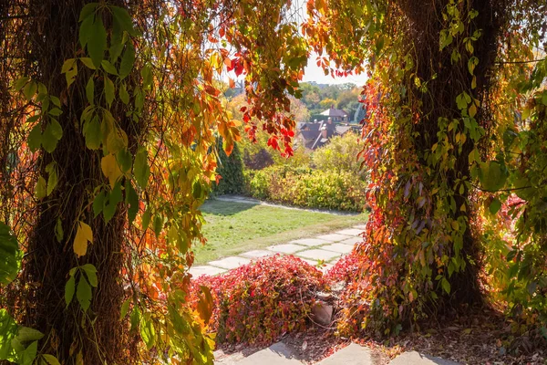 Křovák s lezeckými rostlinami tvořícími oblouk v podzimním parku — Stock fotografie