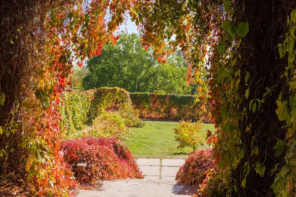 Varios setos formados con plantas trepadoras en el parque de otoño —  Fotos de Stock