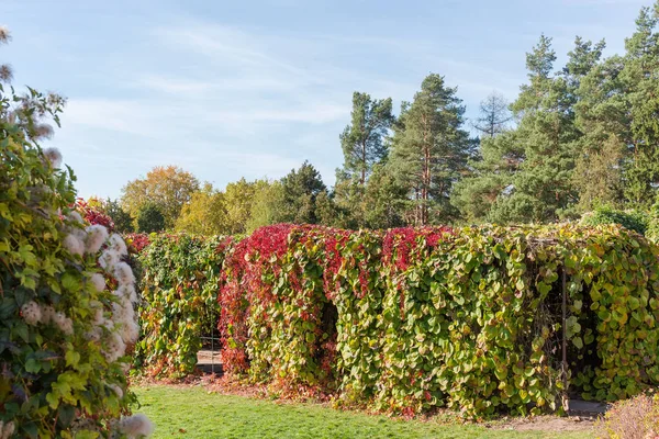 Różne żywopłoty utworzone z roślin wspinaczkowych w jesiennym parku — Zdjęcie stockowe