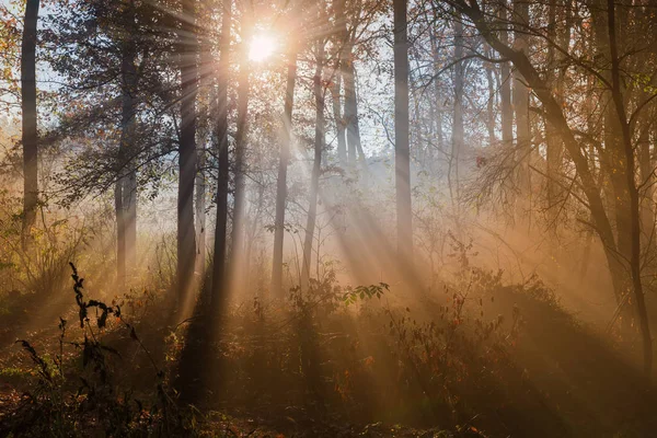 Fragment of autumn deciduous forest with sun beams in fog — Stockfoto