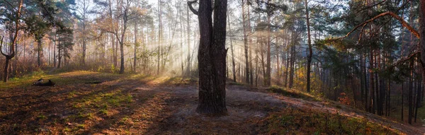 Sonbahar ormanı manzarası, sisli bir sabahta güneş ışığı... — Stok fotoğraf